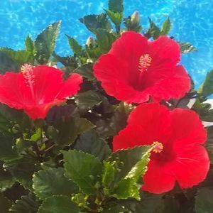 Meet your Posher, Ginger